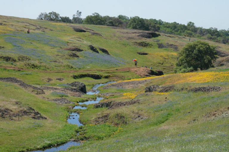 Phantom Falls Blossoms