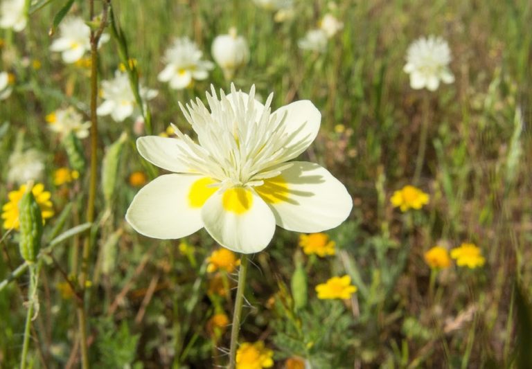 Wildflower Hikes Near Sacramento